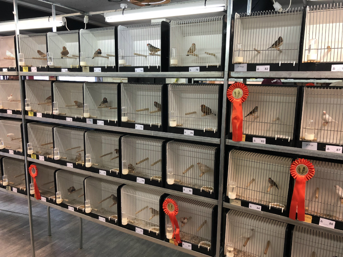 Vogelshow Volendam afgelast vanwege vogelgriep