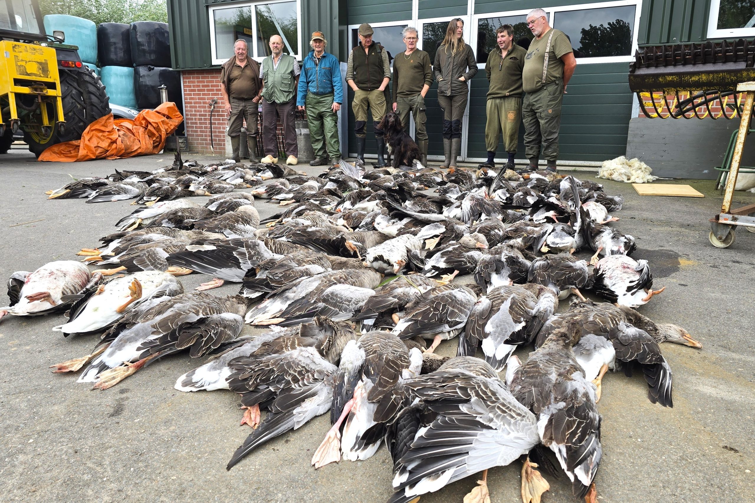 Wildbeheereenheid Beemster-Zeevang op ganzenjacht: Tableau leggen en tellen…rond honderd grauwe ganz