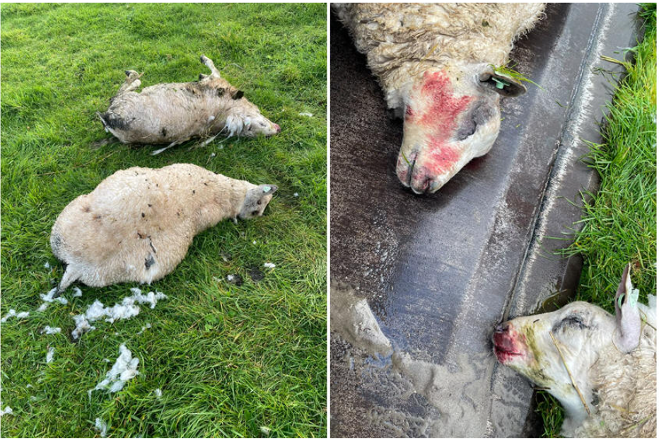 Meerdere schapen doodgebeten op Marken -
