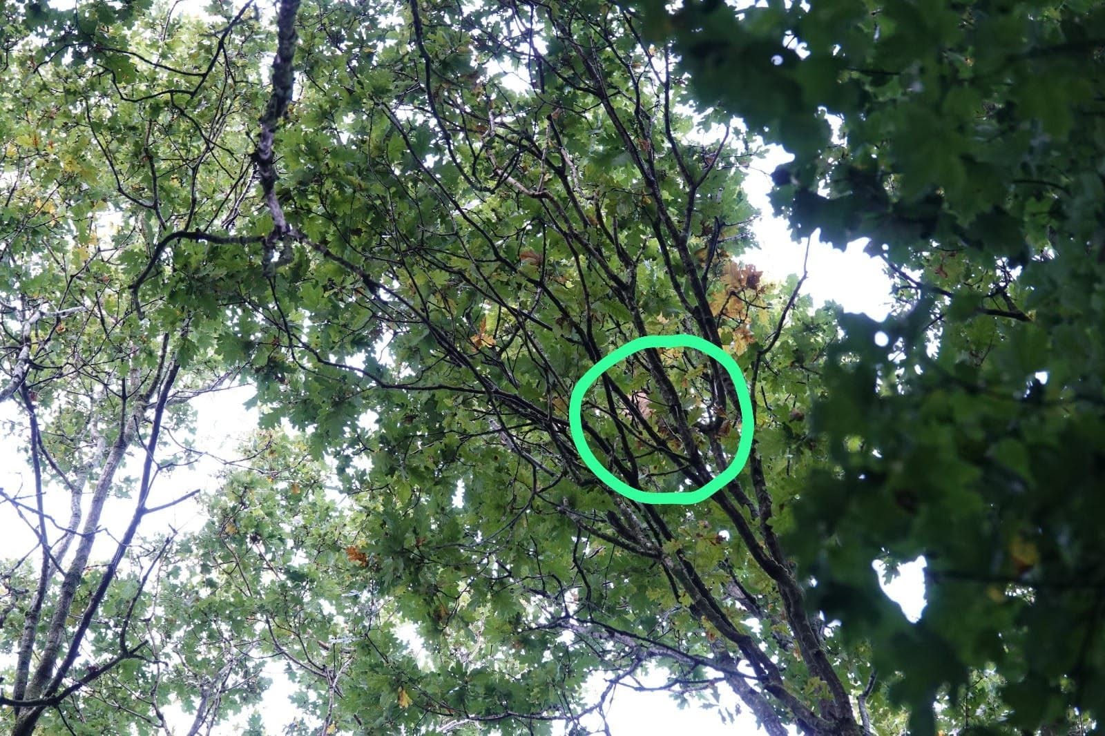 Nest van Aziatische hoornaar in Monnickendam gevonden -